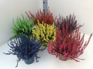 Calluna spray painted - blue