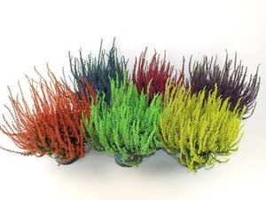 Calluna spray painted - mix P12