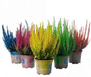 Calluna spray painted - mix