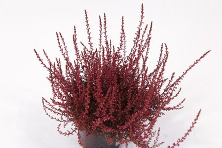 Calluna spray painted - red