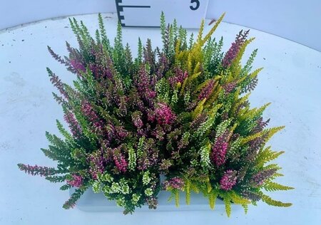 Calluna v. 'Beauty Ladies'® trio