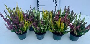 Calluna v. 'Beauty Ladies'® twin