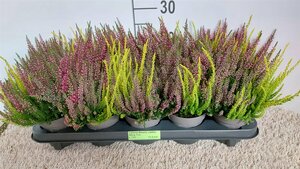 Calluna v. 'Starlight® Trio Milca'