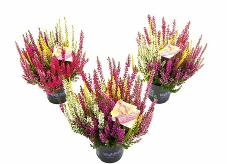 Calluna v. 'B.Ladies'® High Five'