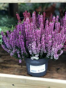 Calluna vulg. 'Beauty Ladies'® trio