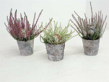 Calluna vulg. 'Garden Girls'® mix