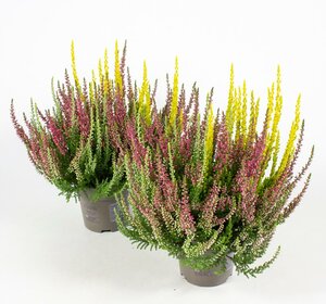 Calluna vulg. 'Garden Girls'® trio