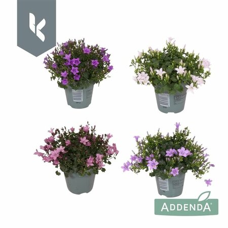 Campanula addenda® mix