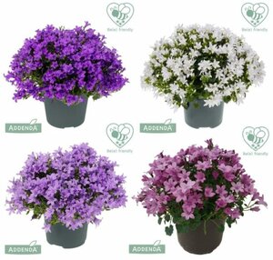 Campanula 'Ambella'® mix