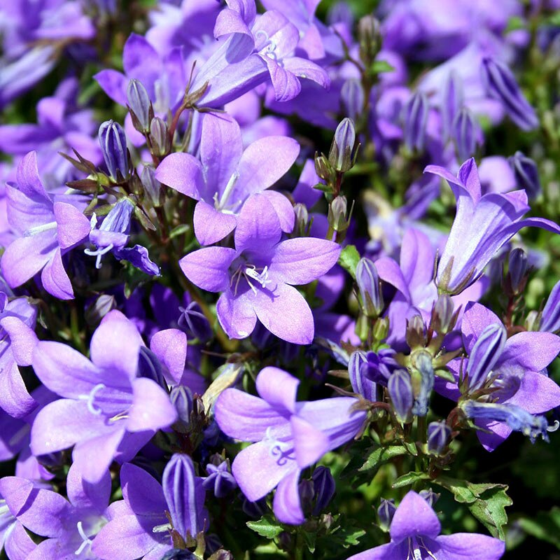 Campanula 'Birch Hybrid' - D and M Garden Centre