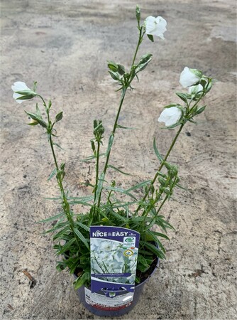 Campanula pers. alba