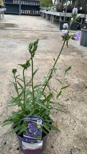 Campanula pers. coerulea