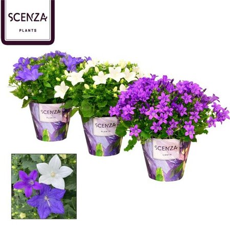 Campanula 'Scenza' mix