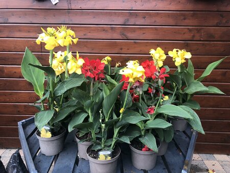 CANNA IN VARIETIES