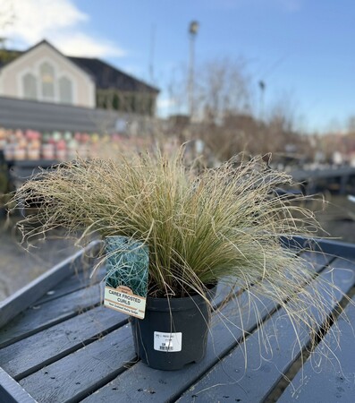 CAREX C. FROSTED CURLS