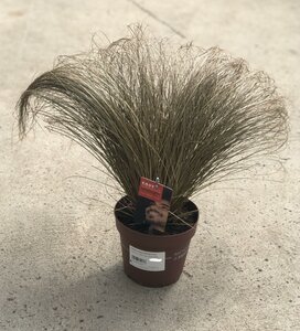 CAREX comans Bronze Form