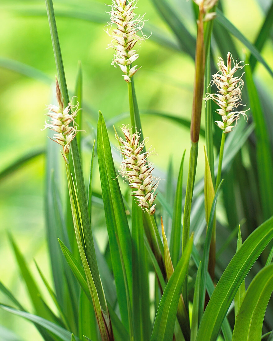 CAREX morrowii Irish Green - D and M Garden Centre