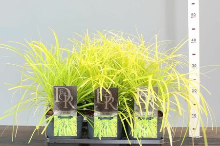 Carex osh. 'Everillo'