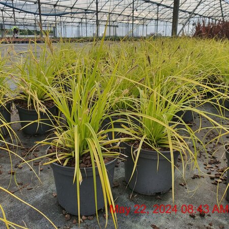 CAREX oshimensis Everillo