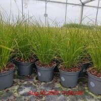 CAREX testacea Prairie Fire