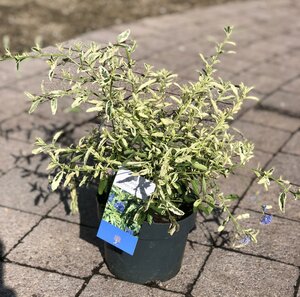 CEANOTHUS LEMON AND LIME