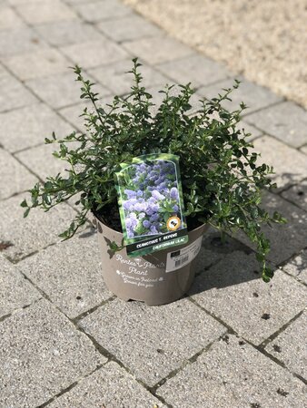 CEANOTHUS T. REPENS