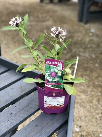 Centaurea 'Amethyst in Snow' ®