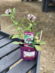 Centaurea 'Amethyst in Snow' ®