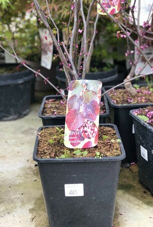 Cercis can. 'Forest Pansy'