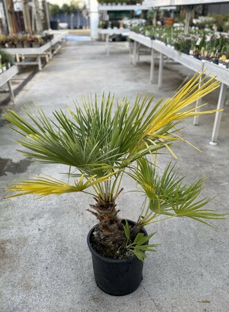 CHAMAEROPS humilis     LV15