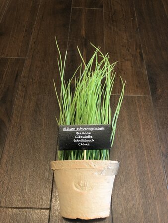 Chives in AT pot L