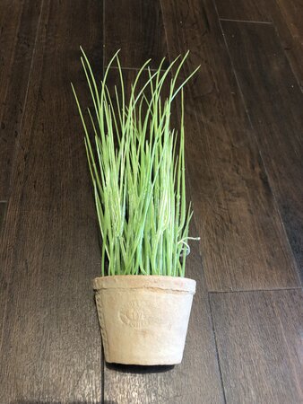 Chives in AT pot S