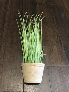 Chives in AT pot S