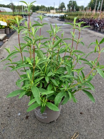 CISTUS PURPUREUS