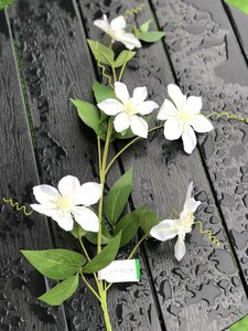 Clematis Spray White