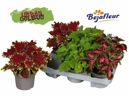 Coleus mix