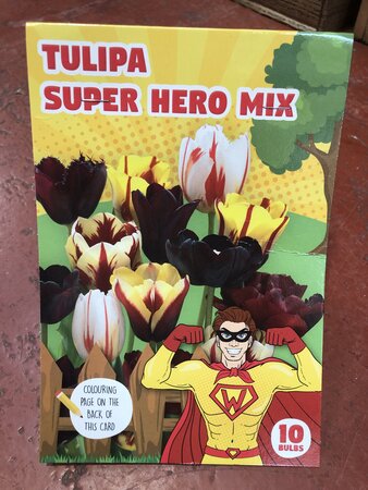 COMBI TULIP HERO MIX