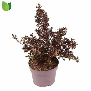 Coprosma 'Chocolate Soldier'