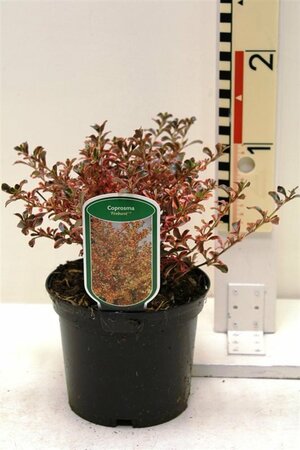 Coprosma 'Fire Burst'