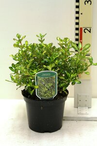 Coprosma 'Lemon and Lime'