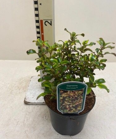 Coprosma 'Pina Colada'