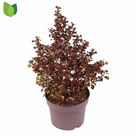 Coprosma 'Tequila Sunrise'