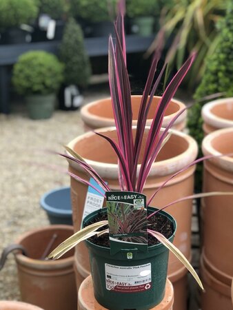 Cordyline australis 'Pink Passion'