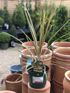 Cordyline australis 'Torbay Dazzler