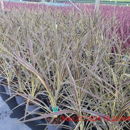 CORDYLINE banksii Electric Flash