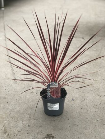 CORDYLINE Charlie Boy