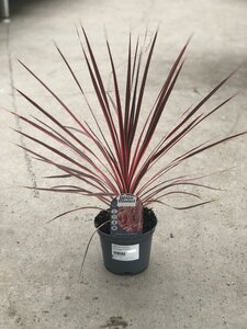 CORDYLINE Charlie Boy