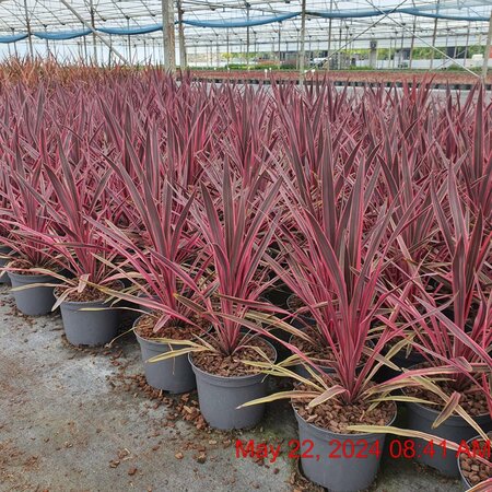 CORDYLINE Paso Doble