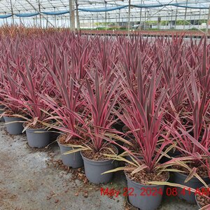 CORDYLINE Paso Doble