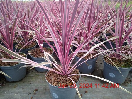 CORDYLINE Pink Passion